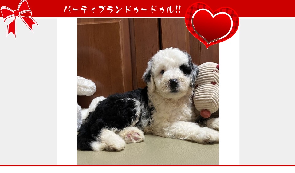 お迎えいただいたドゥードゥル(プードルミックス)の子犬（6月26日生まれ）｜パーティプランドゥードゥル