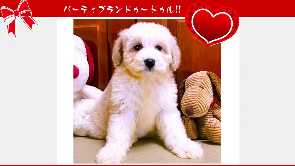 販売中のドゥードゥル(プードルミックス)の子犬（10月29日生まれ）｜パーティプランドゥードゥル