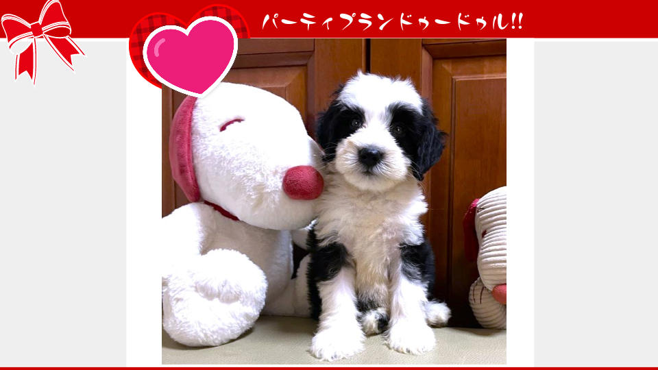 販売中のドゥードゥル(プードルミックス)の子犬（6月10日生まれ）｜パーティプランドゥードゥル