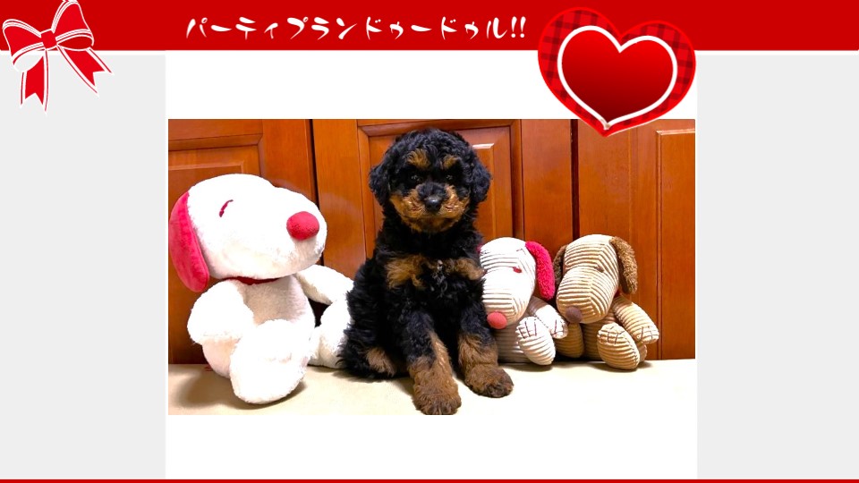 販売中のドゥードゥル(プードルミックス)の子犬（10月31日生まれ）｜パーティプランドゥードゥル
