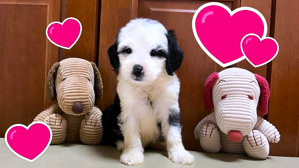 お迎えいただいたドゥードゥル(プードルミックス)の子犬｜パーティプランドゥードゥル専門ブリーダー【子犬のお部屋】