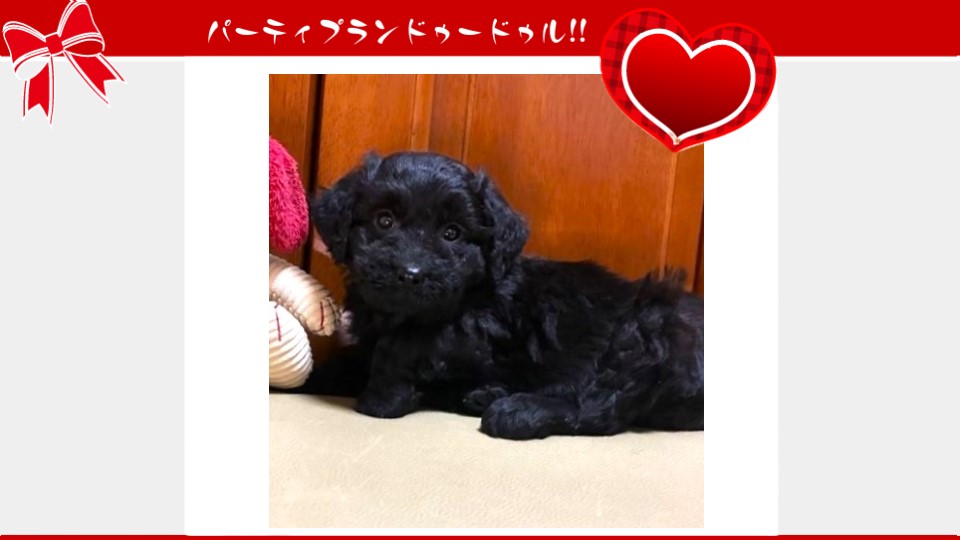 販売中のドゥードゥル(プードルミックス)の子犬（10月4日生まれ）｜パーティプランドゥードゥル