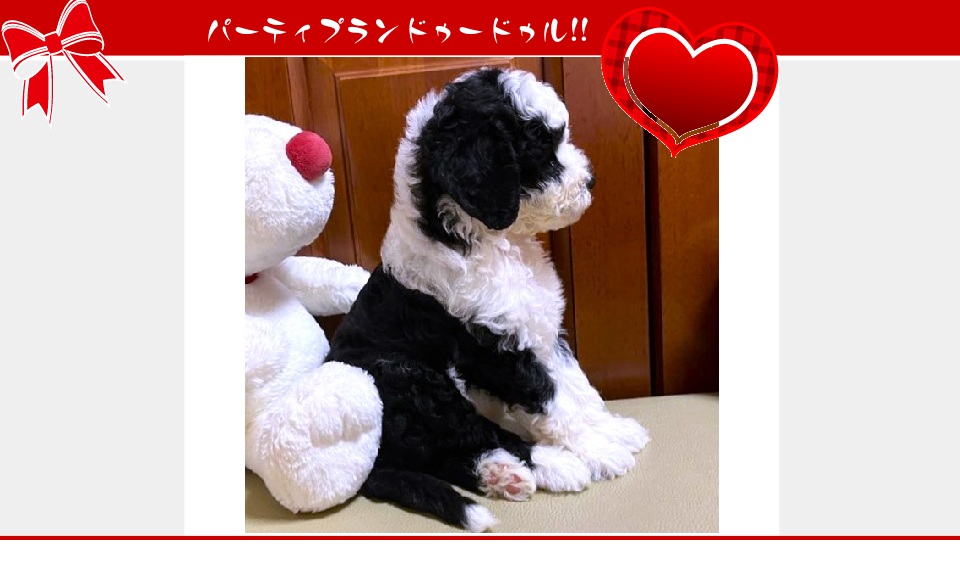 お迎えいただいたドゥードゥル(プードルミックス)の子犬（6月26日生まれ）｜パーティプランドゥードゥル