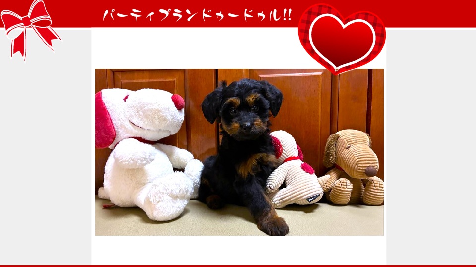 販売中のドゥードゥル(プードルミックス)の子犬（10月30日生まれ）｜パーティプランドゥードゥル