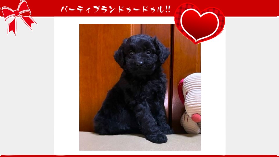 販売中のドゥードゥル(プードルミックス)の子犬（10月4日生まれ）｜パーティプランドゥードゥル