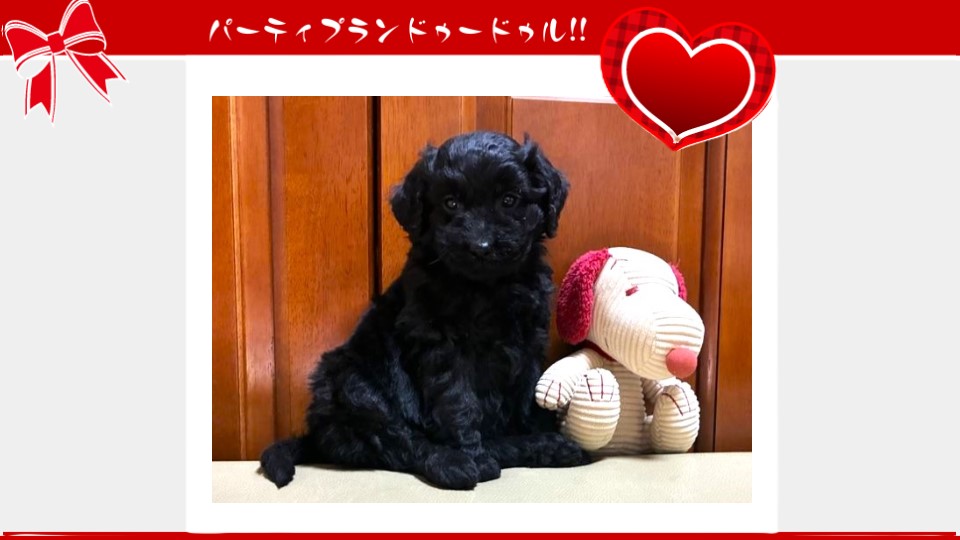 販売中のドゥードゥル(プードルミックス)の子犬（10月4日生まれ）｜パーティプランドゥードゥル