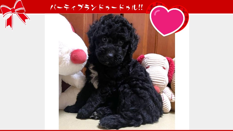 販売中のドゥードゥル(プードルミックス)の子犬（6月10日生まれ）｜パーティプランドゥードゥル