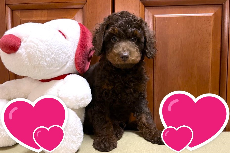 お迎えいただいたミディアムドゥードゥルの子犬｜パーティプランドゥードゥル