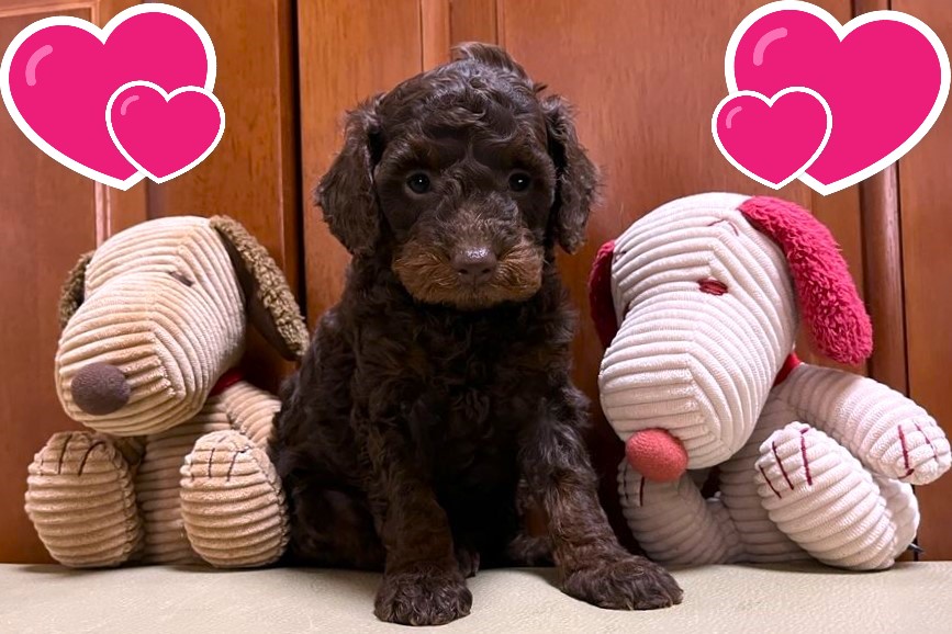 お迎えいただいたミディアムドゥードゥルの子犬｜パーティプランドゥードゥル