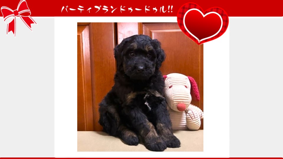 販売中のドゥードゥル(プードルミックス)の子犬（10月4日生まれ）｜パーティプランドゥードゥル
