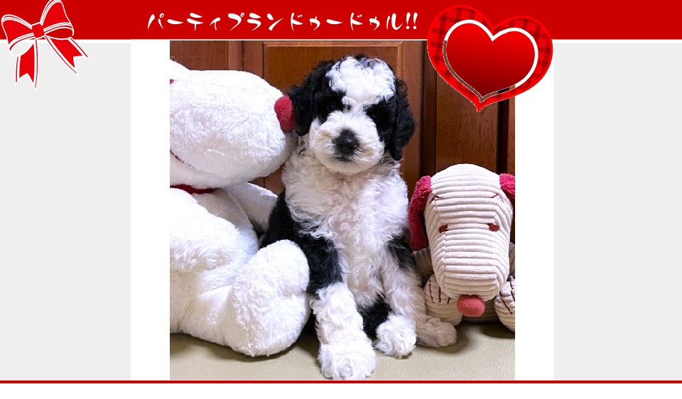 お迎えいただいたドゥードゥル(プードルミックス)の子犬（6月26日生まれ）｜パーティプランドゥードゥル