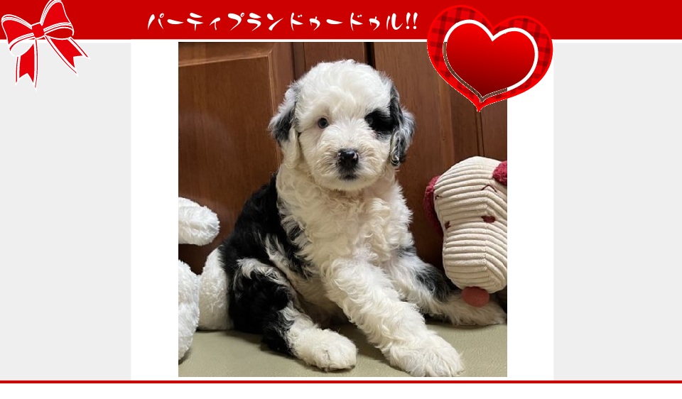 お迎えいただいたドゥードゥル(プードルミックス)の子犬（6月26日生まれ）｜パーティプランドゥードゥル