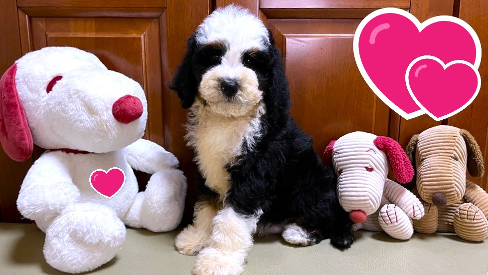 お迎えいただいたドゥードゥル(プードルミックス)の子犬｜パーティプランドゥードゥル
