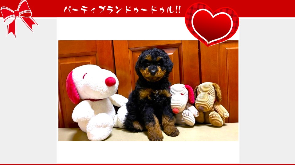 販売中のドゥードゥル(プードルミックス)の子犬（10月31日生まれ）｜パーティプランドゥードゥル