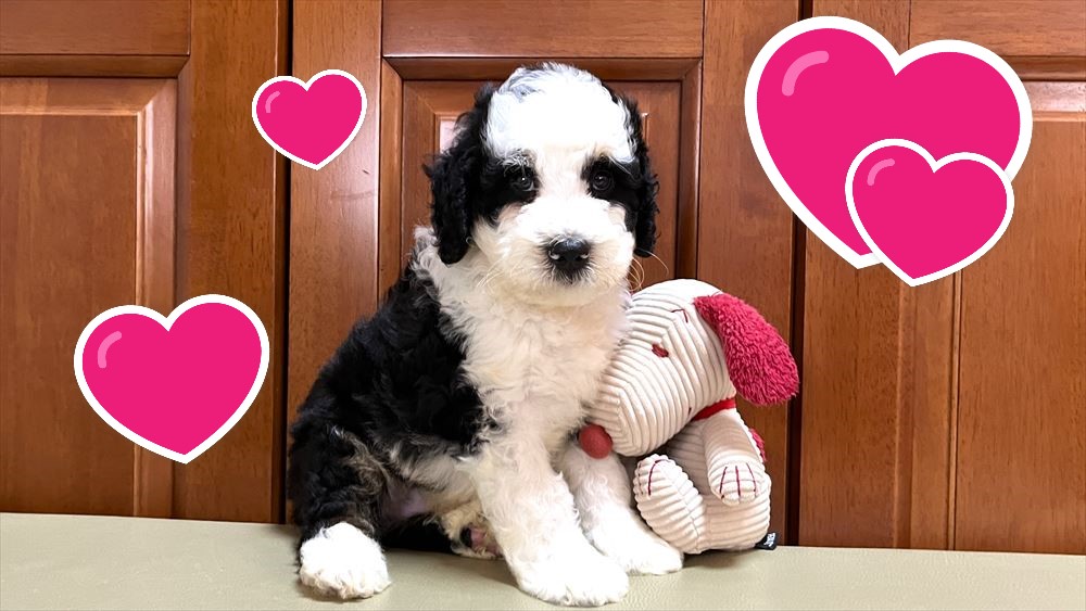 お迎えいただいたミディアムドゥードゥルの子犬｜パーティプランドゥードゥル