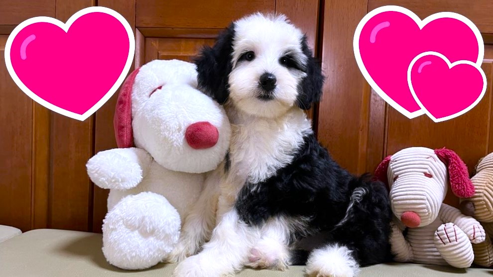 お迎えいただいたドゥードゥル(プードルミックス)の子犬｜パーティプランドゥードゥル専門ブリーダー【子犬のお部屋】