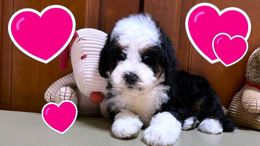 お迎えいただいたドゥードゥル(プードルミックス)の子犬｜パーティプランドゥードゥル