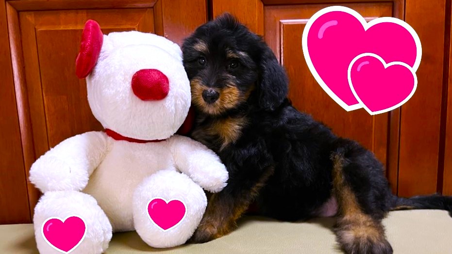 お迎えいただいたミディアムドゥードゥルの子犬｜パーティプランドゥードゥル