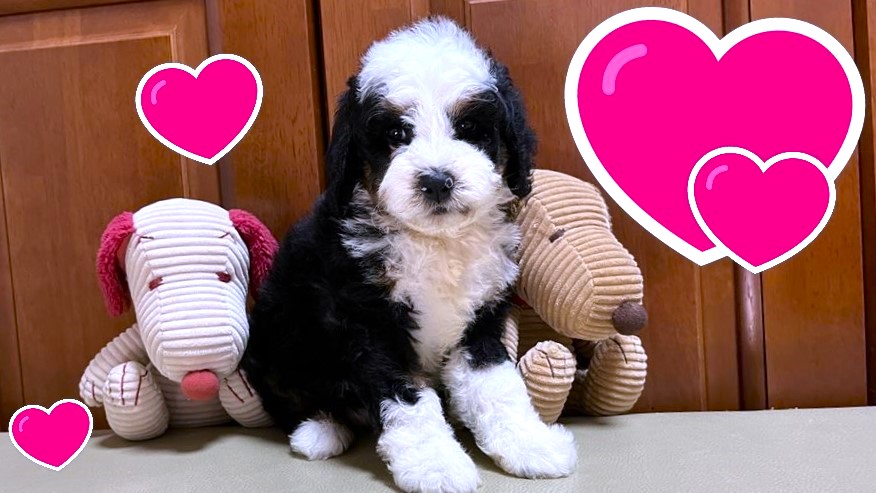 お迎えいただいたドゥードゥル(プードルミックス)の子犬｜パーティプランドゥードゥル