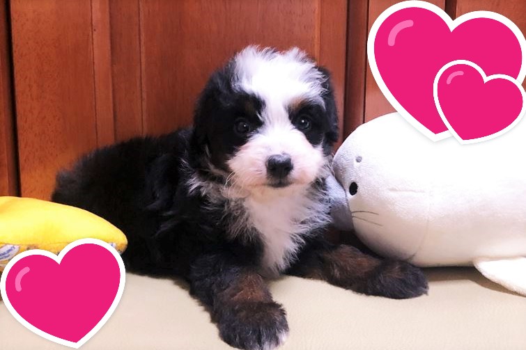 お迎えいただいたミディアムドゥードゥルの子犬｜パーティプランドゥードゥル
