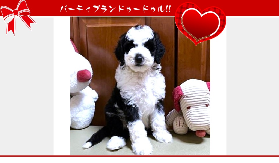 お迎えいただいたドゥードゥル(プードルミックス)の子犬（6月26日生まれ）｜パーティプランドゥードゥル