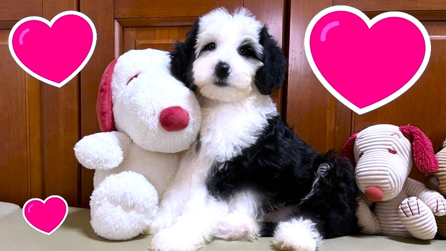 お迎えいただいたドゥードゥル(プードルミックス)の子犬｜パーティプランドゥードゥル専門ブリーダー【子犬のお部屋】