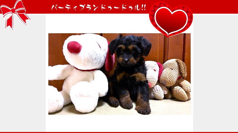 販売中のドゥードゥル(プードルミックス)の子犬（10月30日生まれ）｜パーティプランドゥードゥル