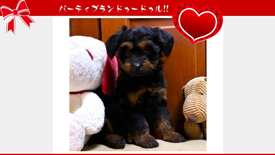 販売中のドゥードゥル(プードルミックス)の子犬（10月30日生まれ）｜パーティプランドゥードゥル