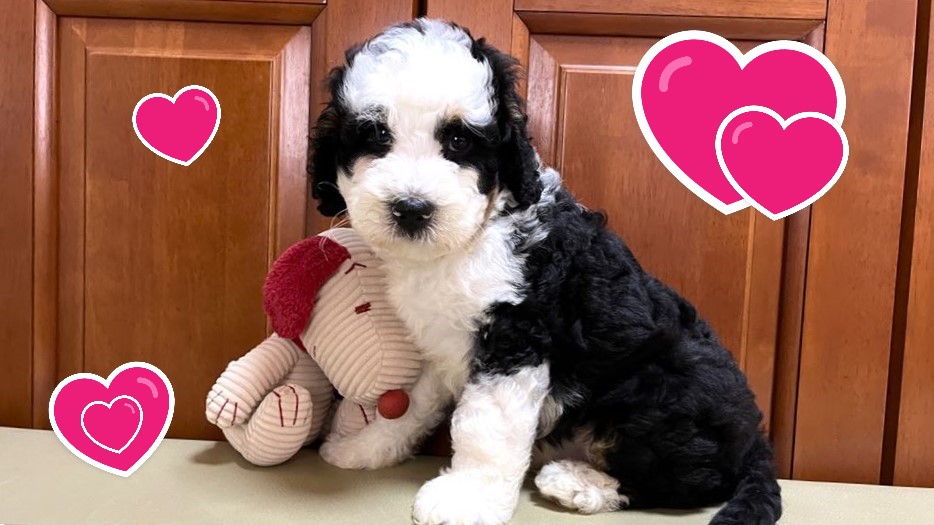 お迎えいただいたミディアムドゥードゥルの子犬｜パーティプランドゥードゥル