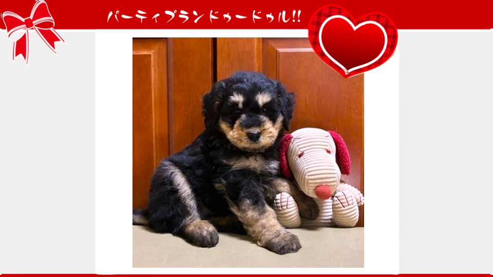 販売中のドゥードゥル(プードルミックス)の子犬（10月4日生まれ）｜パーティプランドゥードゥル