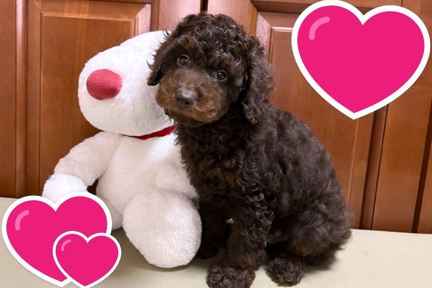 お迎えいただいたミディアムドゥードゥルの子犬｜パーティプランドゥードゥル