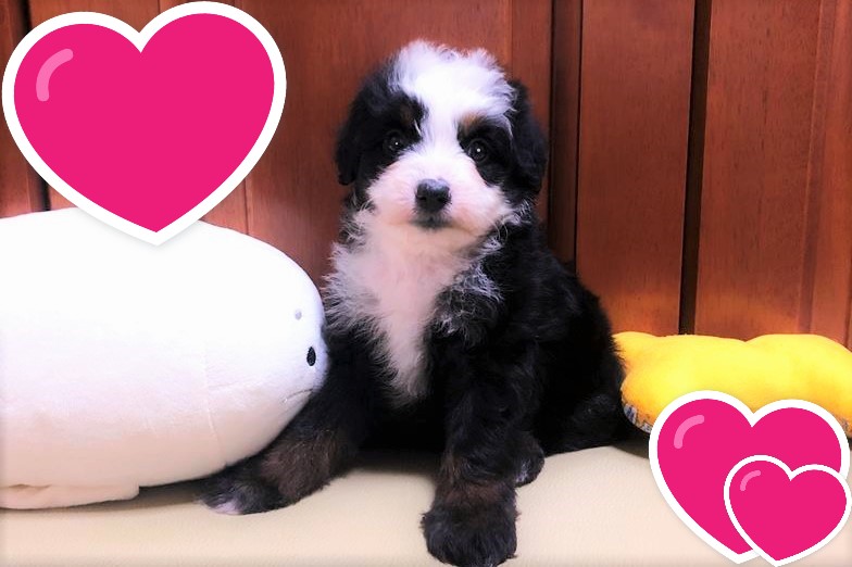 お迎えいただいたミディアムドゥードゥルの子犬｜パーティプランドゥードゥル