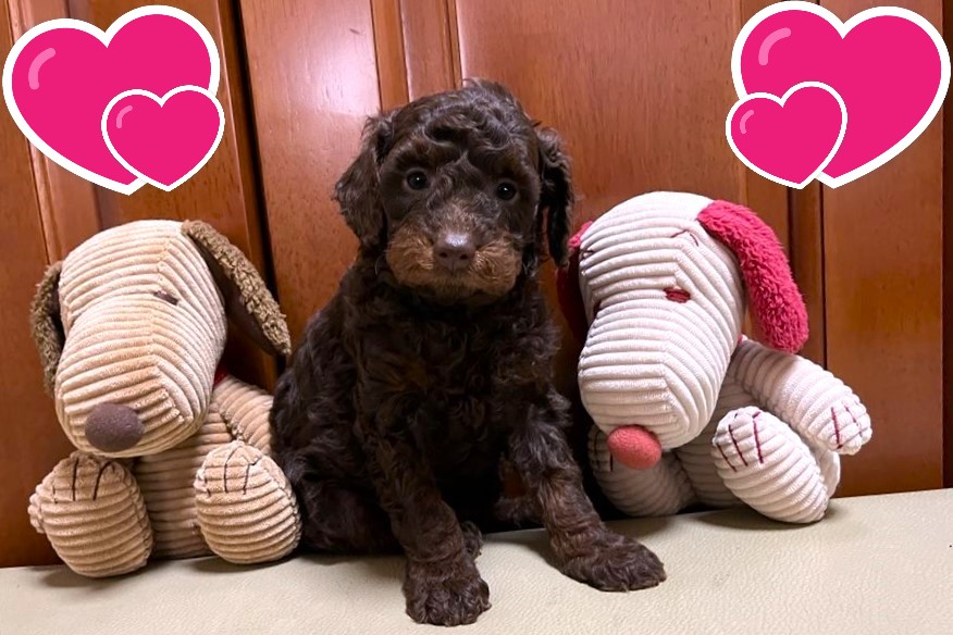 お迎えいただいたミディアムドゥードゥルの子犬｜パーティプランドゥードゥル