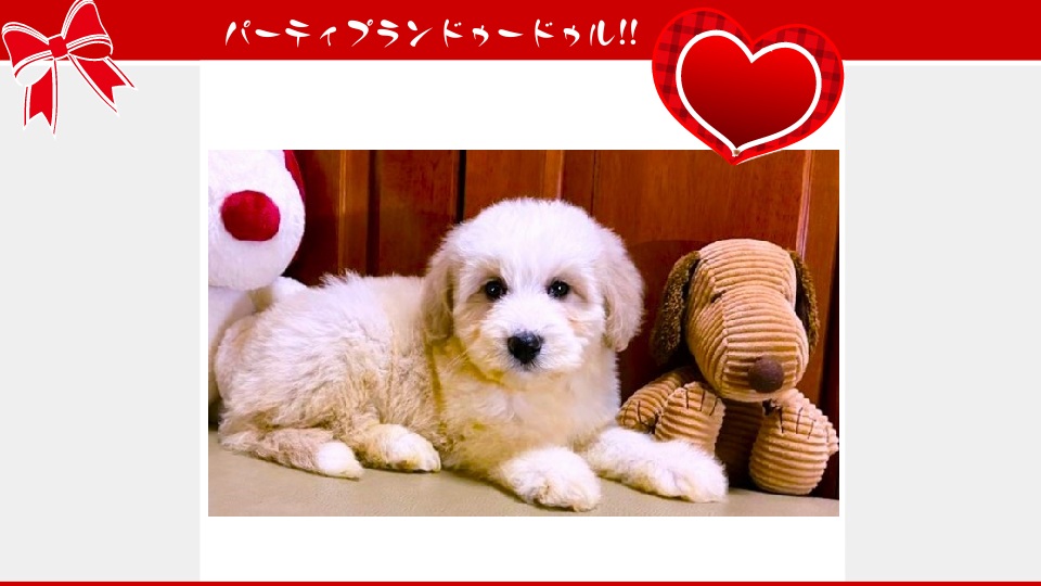 販売中のドゥードゥル(プードルミックス)の子犬（10月29日生まれ）｜パーティプランドゥードゥル