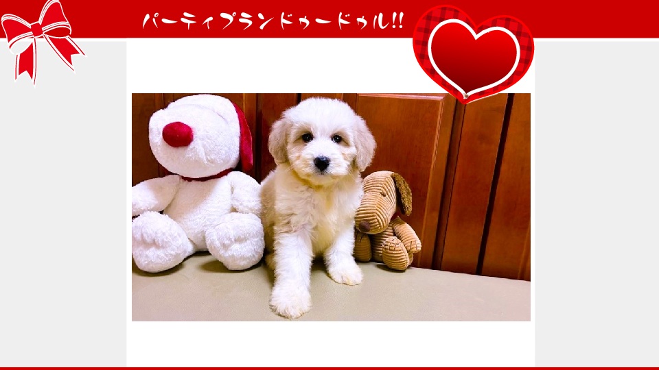 販売中のドゥードゥル(プードルミックス)の子犬（10月29日生まれ）｜パーティプランドゥードゥル