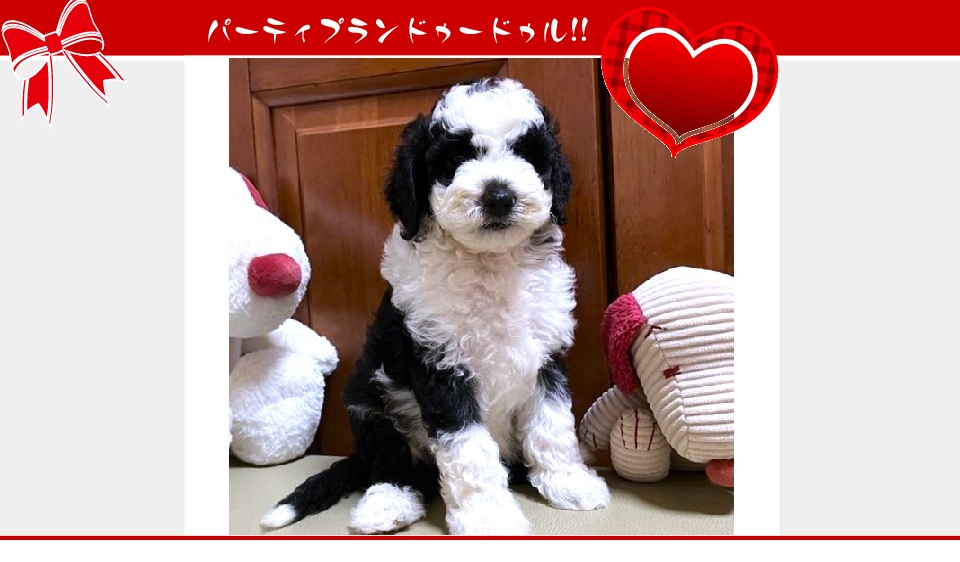 お迎えいただいたのドゥードゥル(プードルミックス)の子犬（6月26日生まれ）｜パーティプランドゥードゥル