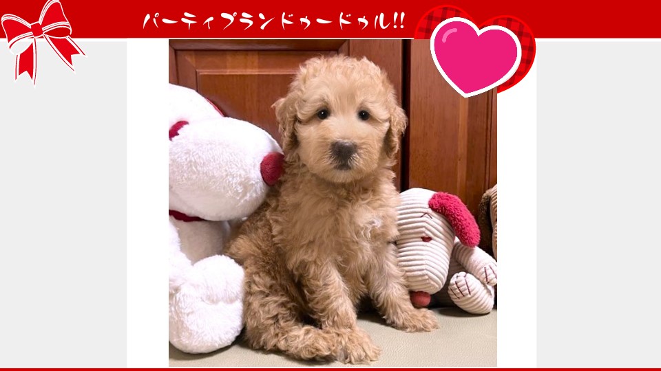 お迎えいただいたミディアムドゥードゥルの子犬（6月10日生まれ）｜パーティプランドゥードゥル