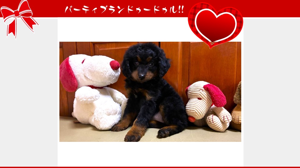 販売中のドゥードゥル(プードルミックス)の子犬（11月13日生まれ）｜パーティプランドゥードゥル