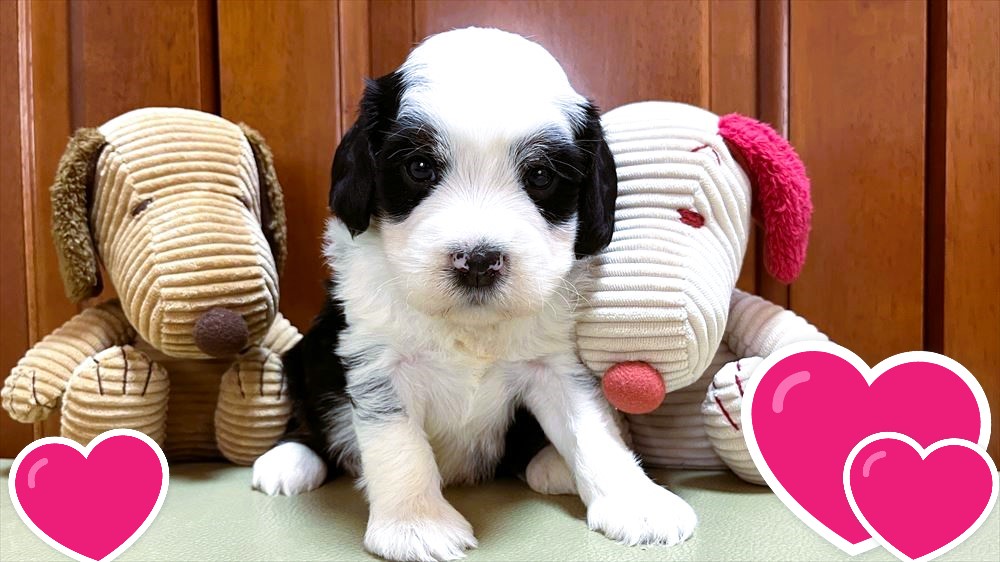 お迎えいただいたミディアムドゥードゥルの子犬｜パーティプランドゥードゥル