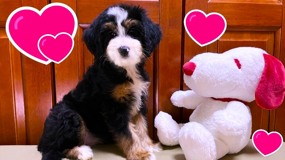 お迎えいただいたミディアムドゥードゥルの子犬｜パーティプランドゥードゥル