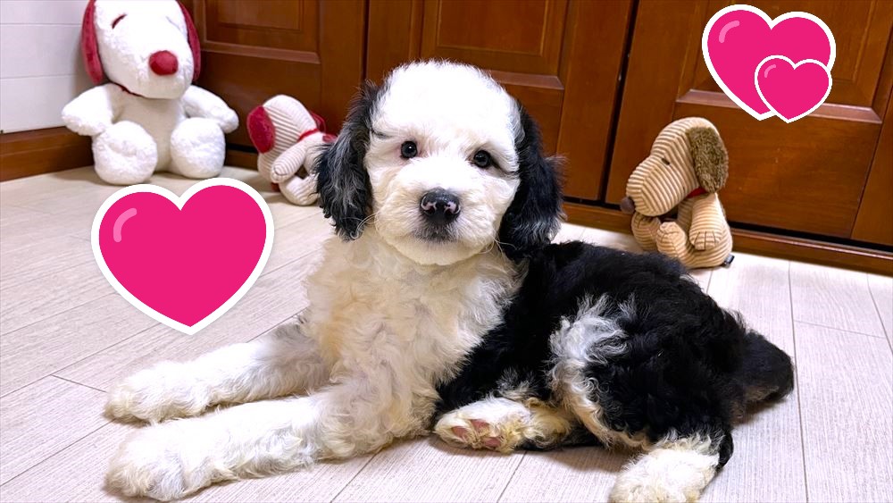 お迎えいただいたミディアムドゥードゥルの子犬｜パーティプランドゥードゥル