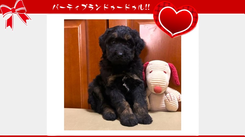 販売中のドゥードゥル(プードルミックス)の子犬（10月4日生まれ）｜パーティプランドゥードゥル