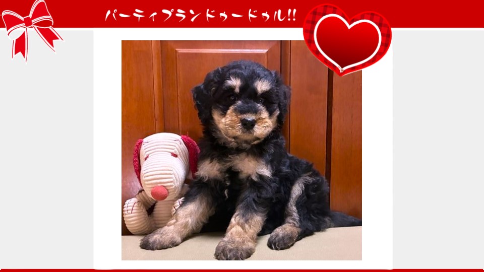 販売中のドゥードゥル(プードルミックス)の子犬（10月4日生まれ）｜パーティプランドゥードゥル