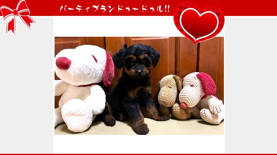 販売中のドゥードゥル(プードルミックス)の子犬（10月30日生まれ）｜パーティプランドゥードゥル