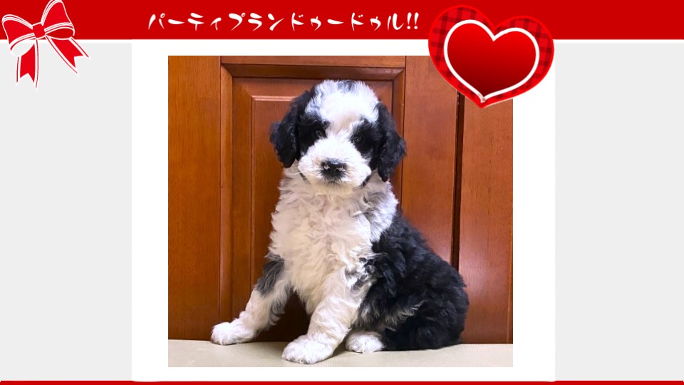 お迎えいただいたドゥードゥル(プードルミックス)の子犬（10月4日生まれ）｜パーティプランドゥードゥル