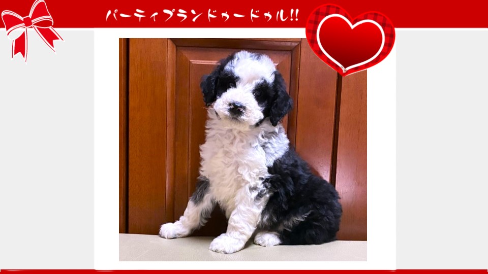 お迎えいただいたドゥードゥル(プードルミックス)の子犬（10月4日生まれ）｜パーティプランドゥードゥル