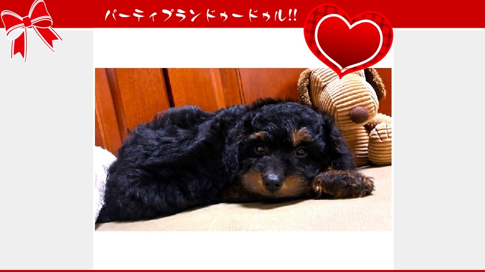 販売中のドゥードゥル(プードルミックス)の子犬（11月13日生まれ）｜パーティプランドゥードゥル