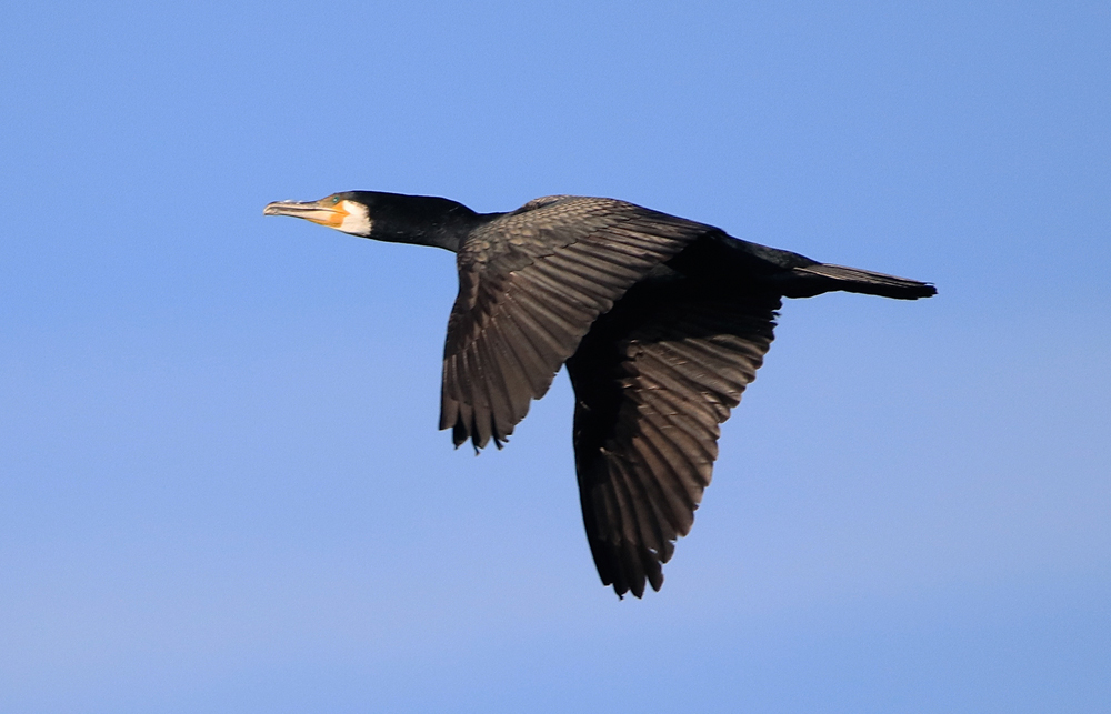 Kormoran im Flug