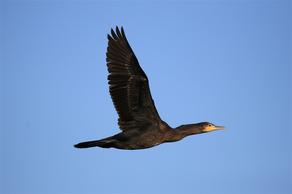 Kormoran im Flug