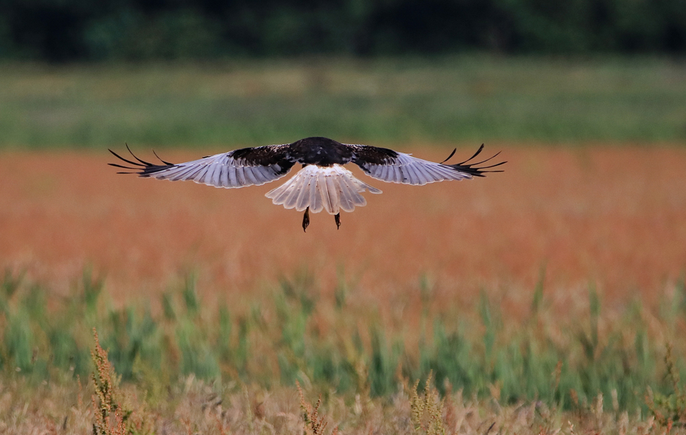 Rohrweihe im Landeanflug